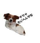 ミックス犬こころの日常（個別スタンプ：22）