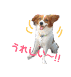 ミックス犬こころの日常（個別スタンプ：23）