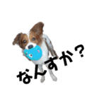 ミックス犬こころの日常（個別スタンプ：24）