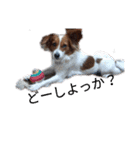 ミックス犬こころの日常（個別スタンプ：25）