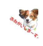 ミックス犬こころの日常（個別スタンプ：26）