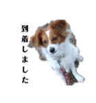 ミックス犬こころの日常（個別スタンプ：27）