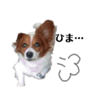 ミックス犬こころの日常（個別スタンプ：29）