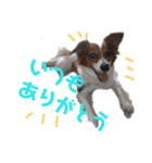 ミックス犬こころの日常（個別スタンプ：31）