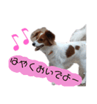 ミックス犬こころの日常（個別スタンプ：32）
