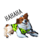 ミックス犬こころの日常（個別スタンプ：33）