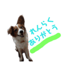 ミックス犬こころの日常（個別スタンプ：34）