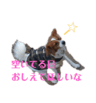 ミックス犬こころの日常（個別スタンプ：36）