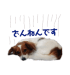ミックス犬こころの日常（個別スタンプ：37）