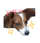 ミックス犬こころの日常（個別スタンプ：38）