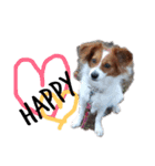 ミックス犬こころの日常（個別スタンプ：39）