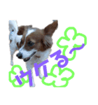 ミックス犬こころの日常（個別スタンプ：40）