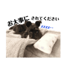 黒シュナウザー・犬のクロさん2・ていねい（個別スタンプ：7）