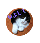 シーくん3（個別スタンプ：4）