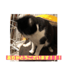 シーくん3（個別スタンプ：8）
