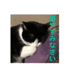 シーくん3（個別スタンプ：10）