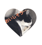 シーくん3（個別スタンプ：12）