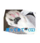 シーくん3（個別スタンプ：13）