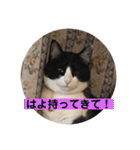 シーくん3（個別スタンプ：14）