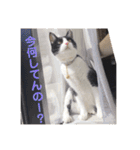 シーくん3（個別スタンプ：17）
