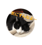 シーくん3（個別スタンプ：21）