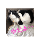 シーくん3（個別スタンプ：26）