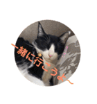 シーくん3（個別スタンプ：28）