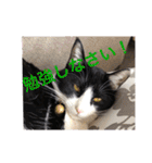 シーくん3（個別スタンプ：29）