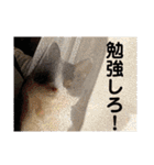 シーくん3（個別スタンプ：30）