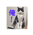 シーくん3（個別スタンプ：32）