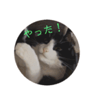 シーくん3（個別スタンプ：36）