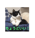 シーくん3（個別スタンプ：37）