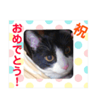 シーくん3（個別スタンプ：39）