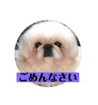 コトコトコットン（個別スタンプ：1）
