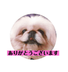 コトコトコットン（個別スタンプ：2）