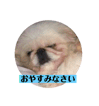 コトコトコットン（個別スタンプ：3）