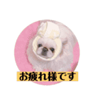 コトコトコットン（個別スタンプ：4）