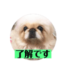 コトコトコットン（個別スタンプ：5）