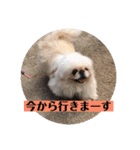 コトコトコットン（個別スタンプ：7）