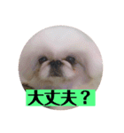 コトコトコットン（個別スタンプ：8）