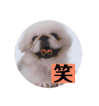 コトコトコットン（個別スタンプ：10）