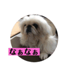 コトコトコットン（個別スタンプ：11）