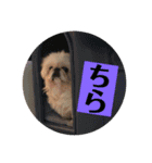 コトコトコットン（個別スタンプ：12）