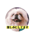 コトコトコットン（個別スタンプ：13）