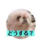コトコトコットン（個別スタンプ：14）