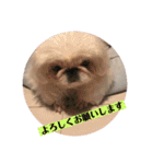 コトコトコットン（個別スタンプ：15）