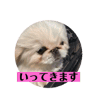 コトコトコットン（個別スタンプ：17）