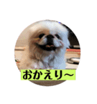 コトコトコットン（個別スタンプ：20）