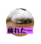 コトコトコットン（個別スタンプ：21）