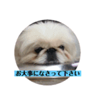 コトコトコットン（個別スタンプ：22）